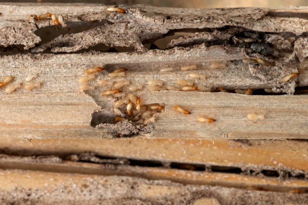 Best Pest Inspection Near Me  in Mcelhattan, PA